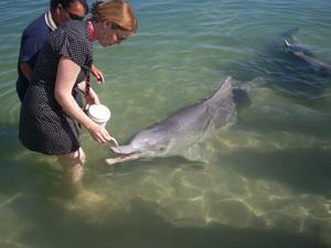 handfeeding dolphins 
