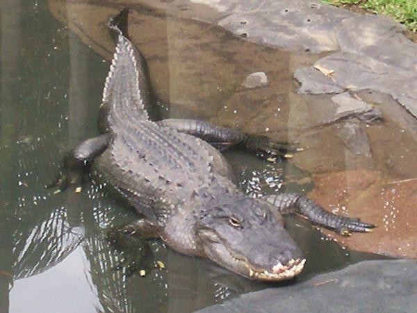 gday croc