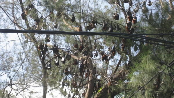 bats in the trees