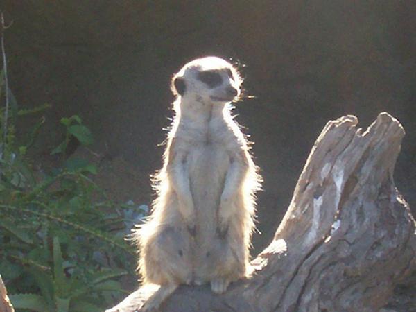 This is a meerkat