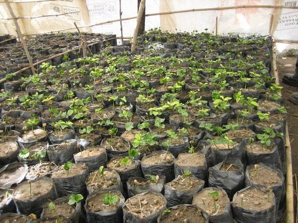 Coffee seedlings at Chibote.