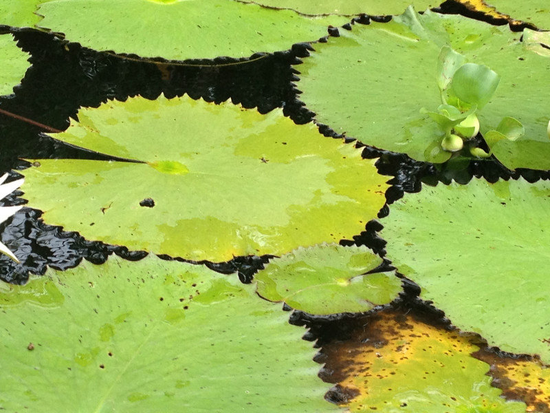 Decent sized lily pads