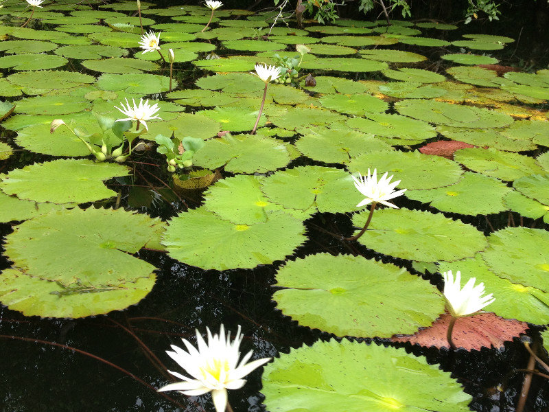 Decent sized lily pads with flowers
