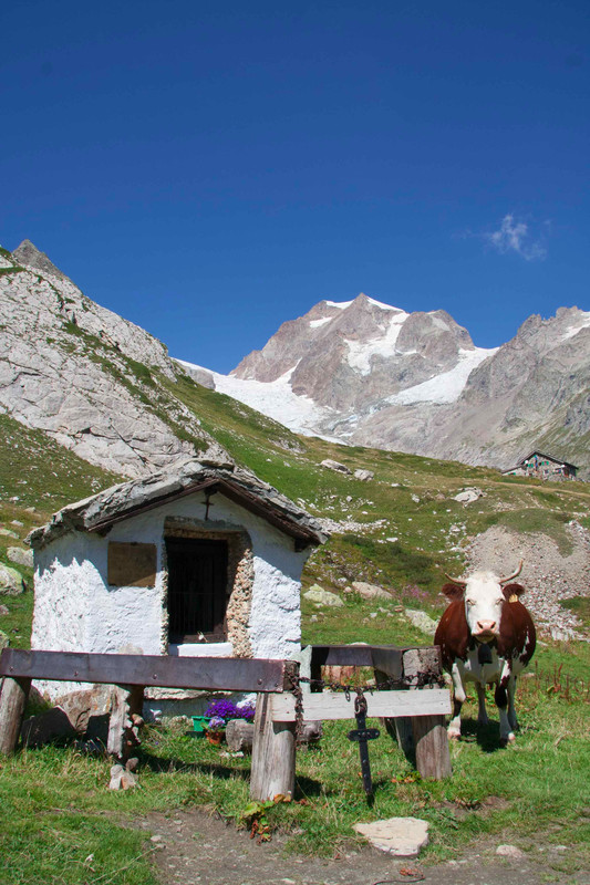 Keeping with stereotypes; cows and Switzerland