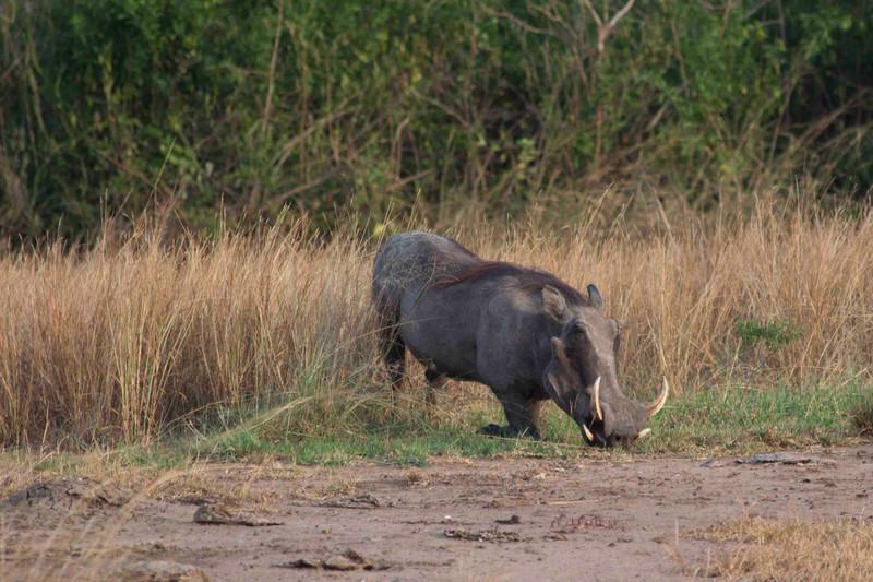 Warthogs eat on their knees