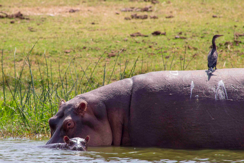 mom and baby hippo!