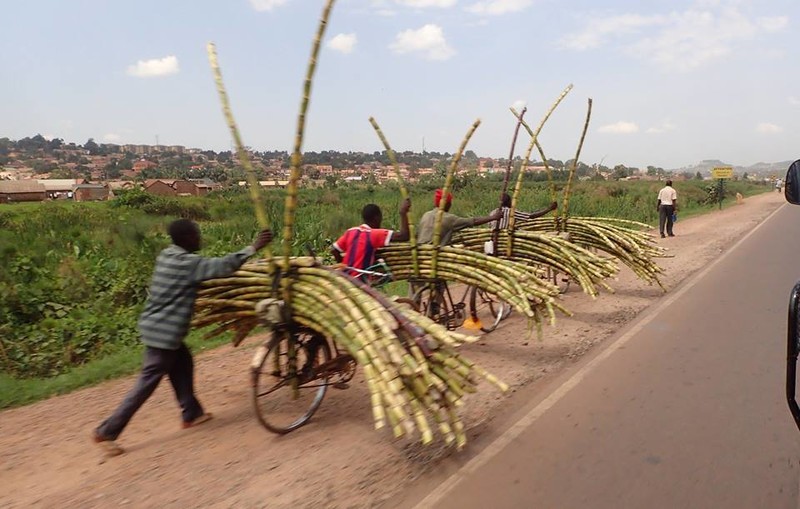 Bamboo transportation