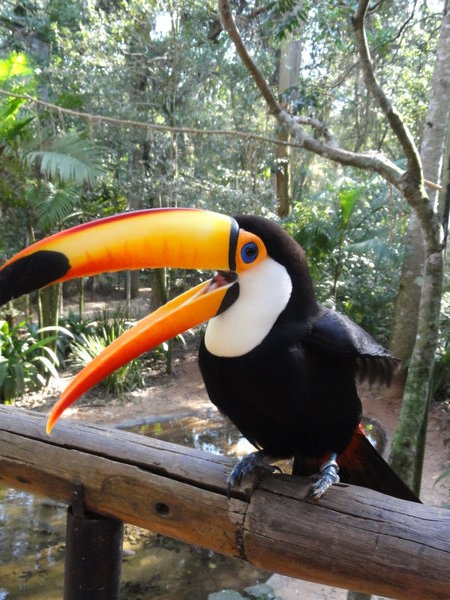Hayley doesn't laugh at my jokes...but this Tucan loved them!