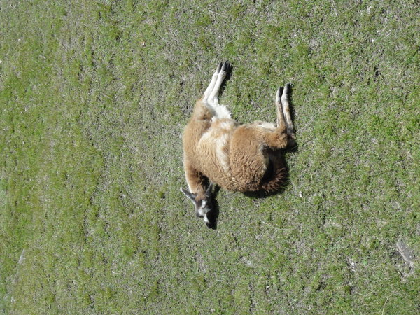 A dead Llama (it&#039;s not actually...it&#039;s just chilling)