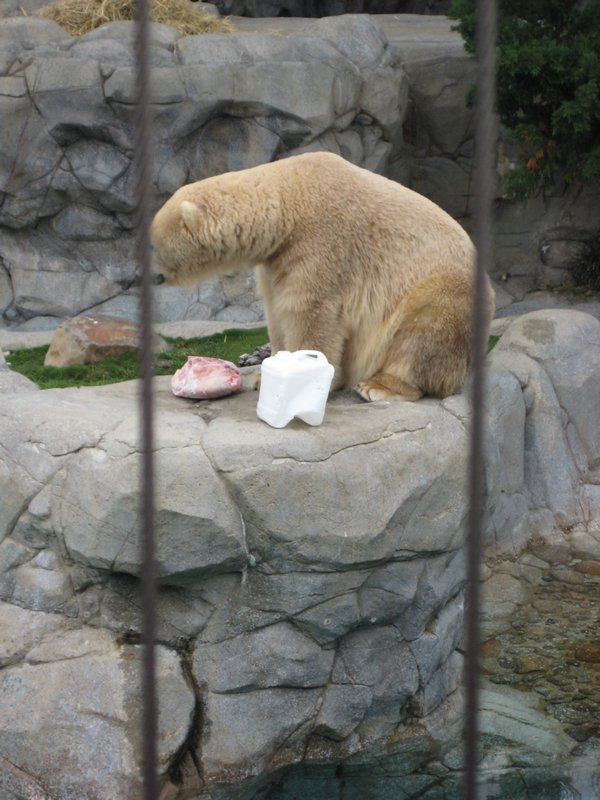 Sea World - Polar Bear