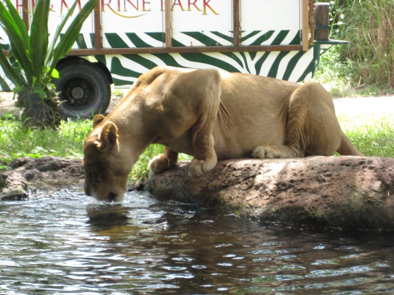 Lion - Bali Safari Park