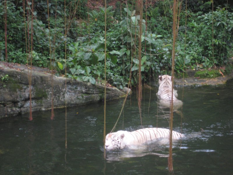 White tigers at Singapore Zoo...thought tigers didnt like water :(