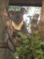A koala watching us! Caffein???
