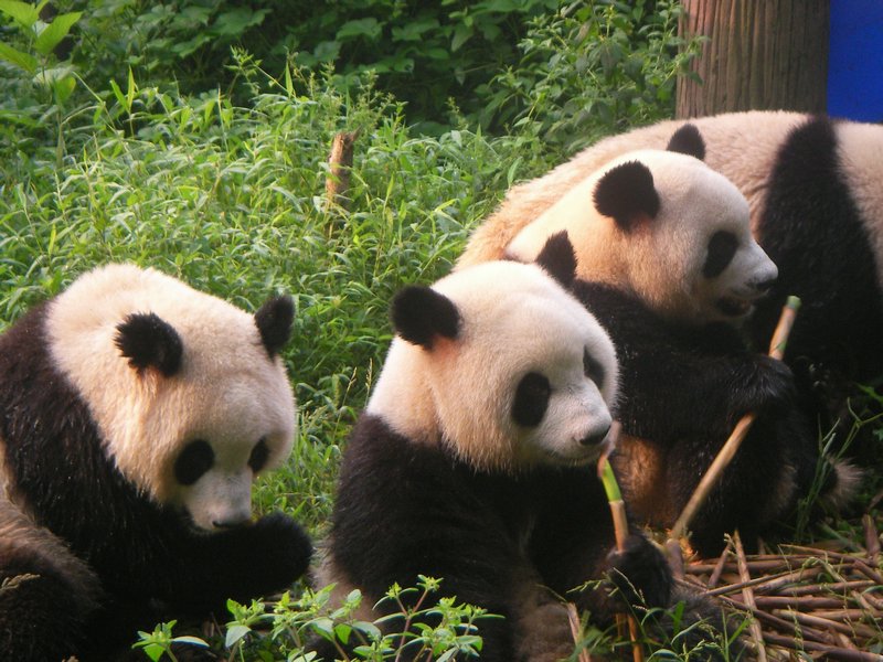Panda Center Chengdu 2011 (16)