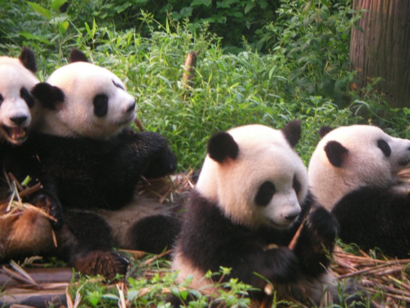 Panda Center Chengdu 2011 (23)