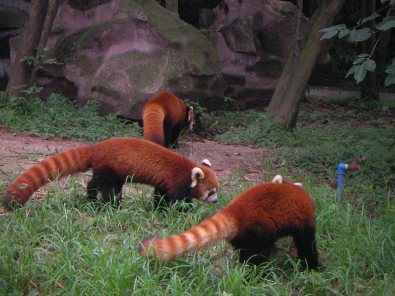 Panda vermelho ou esquilo gigante?