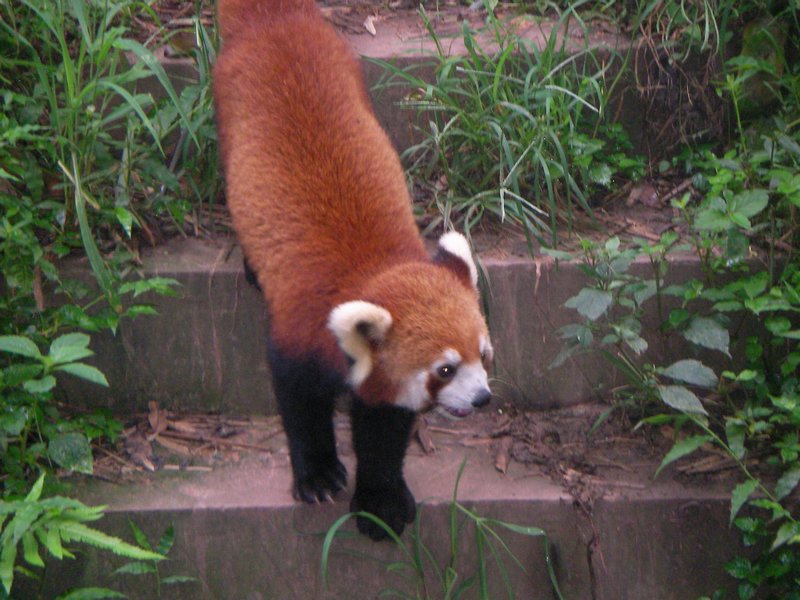 Panda Center Chengdu 2011 (96)