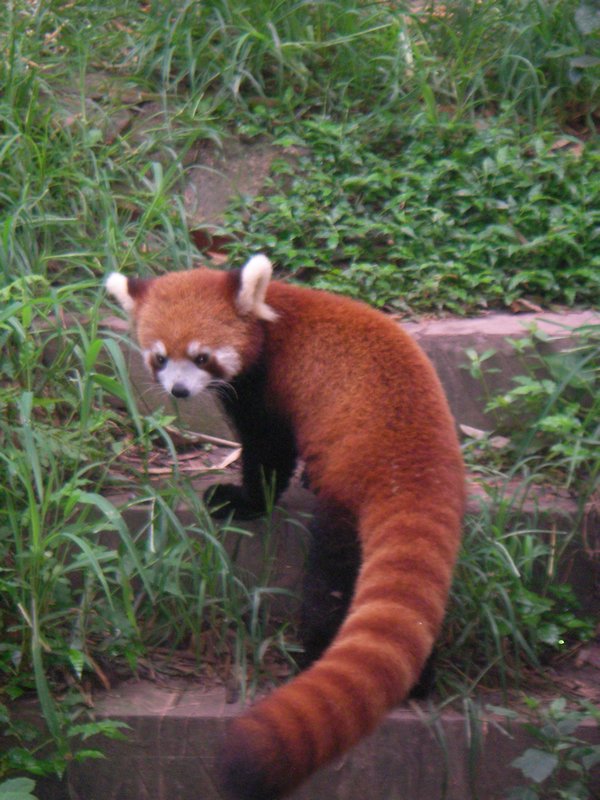 Panda Center Chengdu 2011 (99)