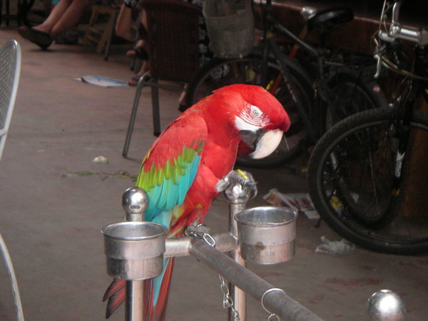 Papagaio vermelho no mercado antigo...