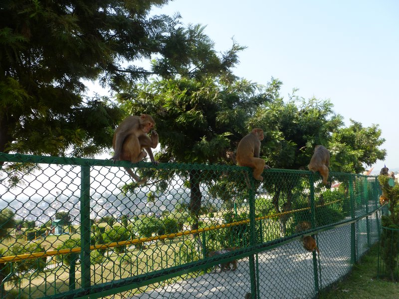 Monkey Fence 