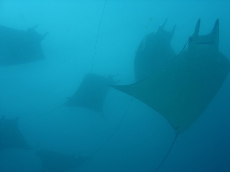 Manta rays when diving