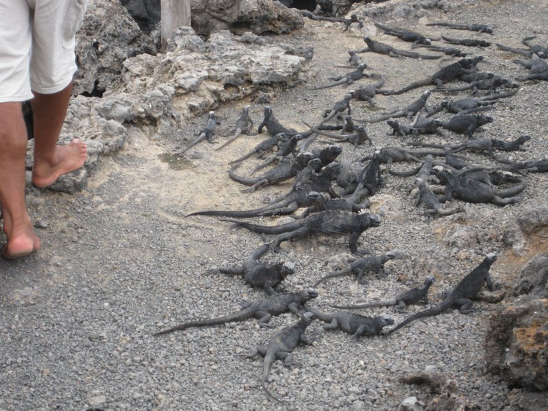The path is covered in juvenile mariine iguanas