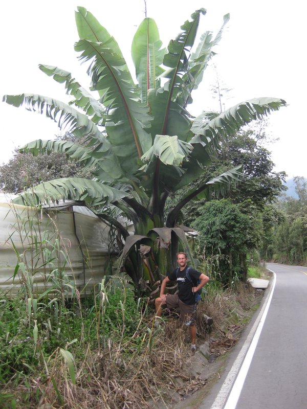Big plant