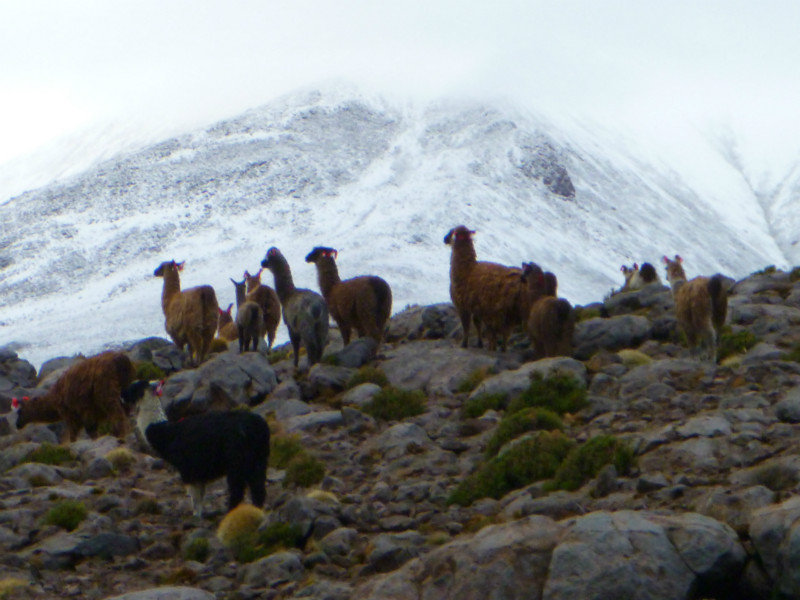 Llama herd