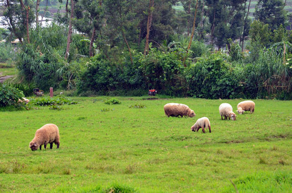 goats around the temple