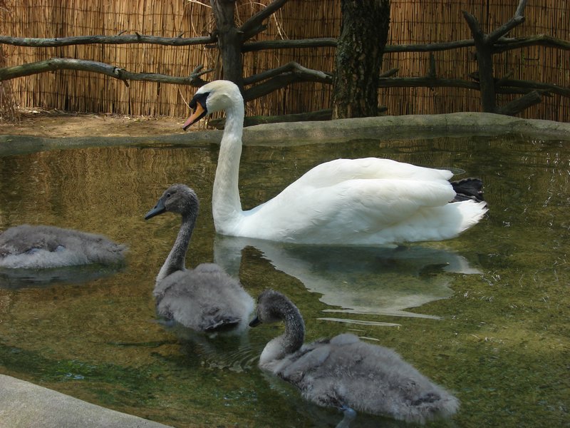 The normal swans