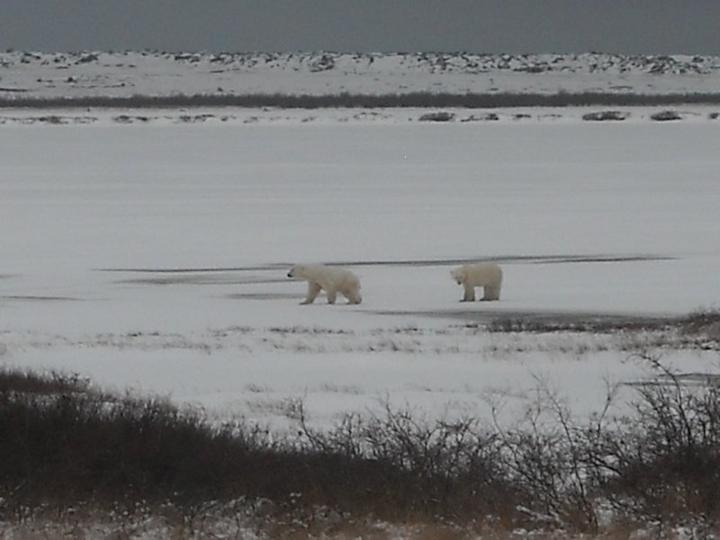 IJsberen steken het ijs over