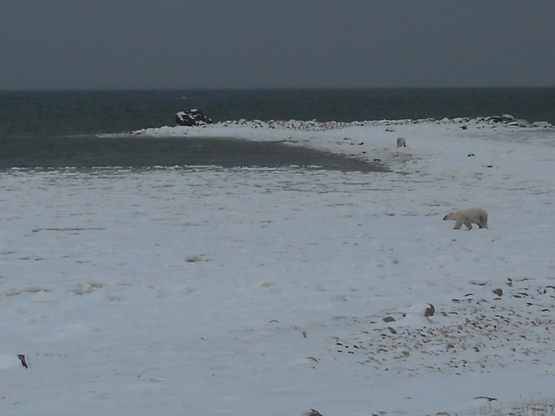Ongeduldige beren zoeken naar ijs