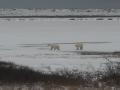 IJsberen steken het ijs over