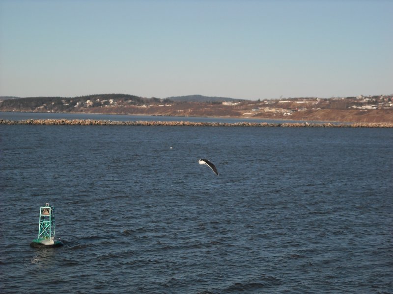Een zwarte meeuw op Fundy Bay