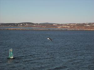 Een zwarte meeuw op Fundy Bay