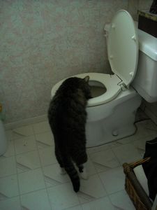 Deze kat drinkt uit de pot