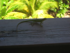 Gecko!
