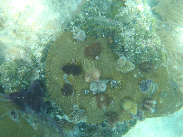 Christmas Tree worms in Cayos