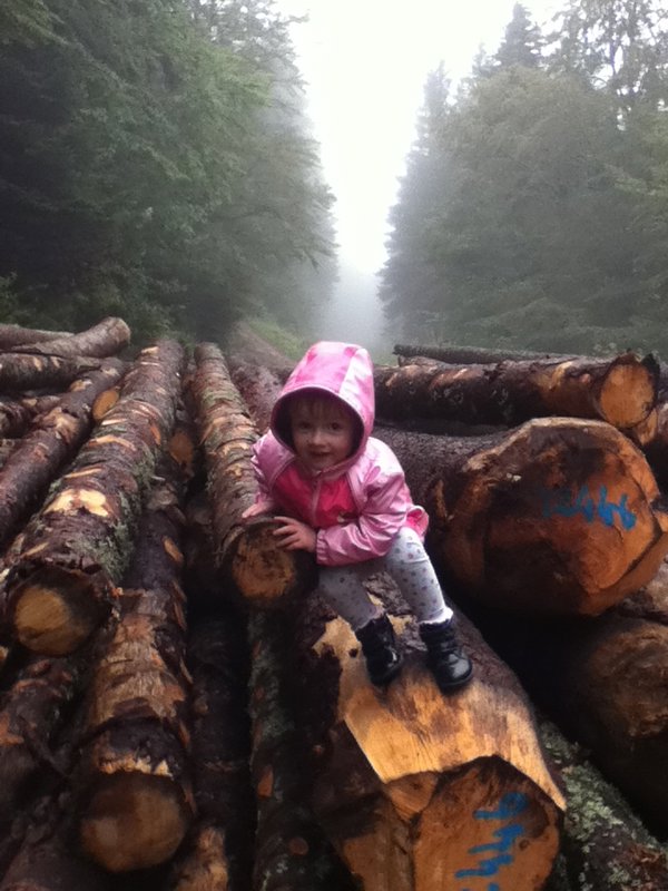 Logging Road.