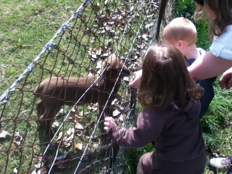 Feeding the brown sheep.