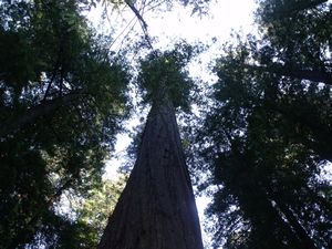 Redwoods skyward