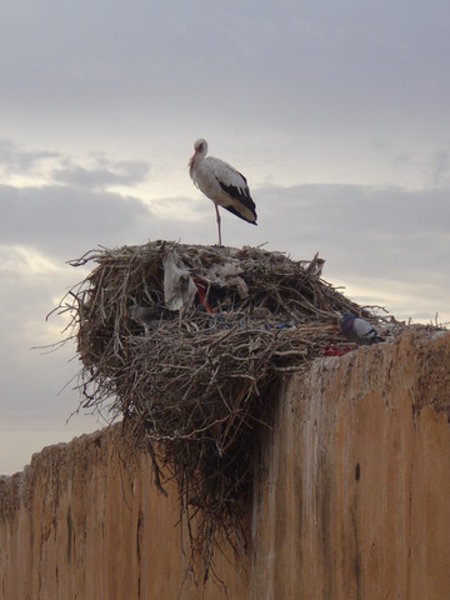 Stork at the Badi Palace