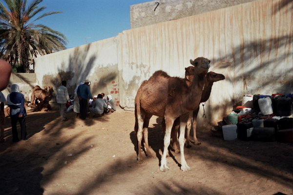 Douz Camel Market