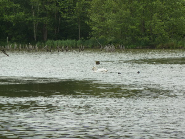 birds of Lac de l'Ailette