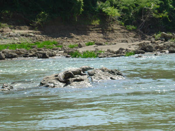 Caiman on a rock during boat trip to Yaxchilan