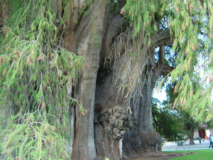 2000 year old tree in Tule