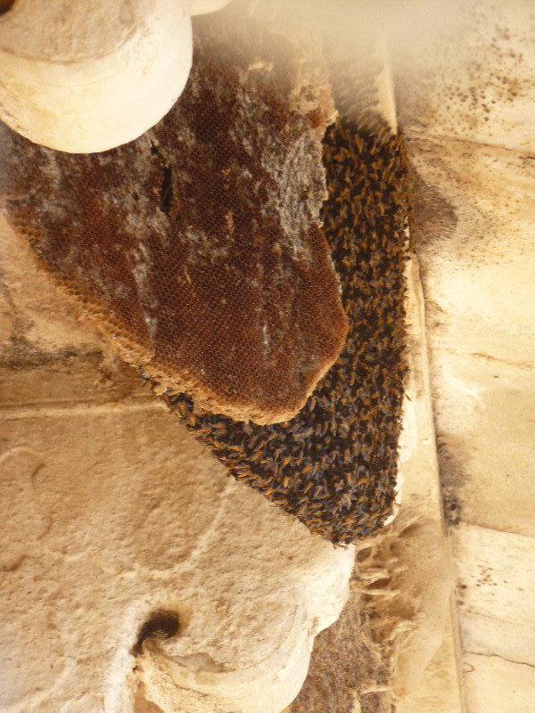 Bees at Amber Fort