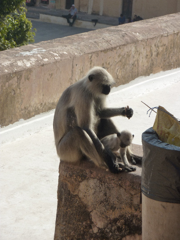 Monkeys at Amber Fort