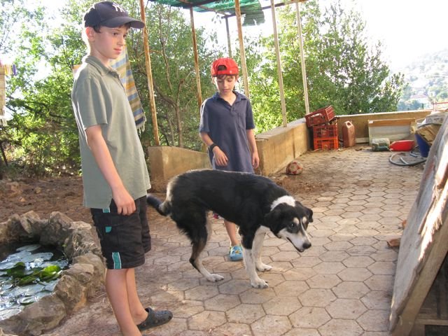 Boys with Boogie, one of the 3  Goldberg dogs, 