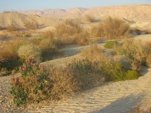 Desert Canvas